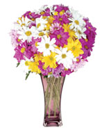 Chrysanthemums