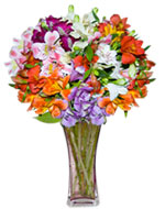 Alstroemeria